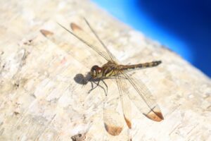 旭山記念公園紅葉情報2024年10月5日12ノシメトンボ