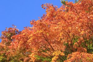 旭山記念公園紅葉情報2024年10月13日14第１駐車場入口のヤマモミジ大きく撮った