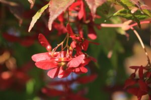 旭山記念公園紅葉情報2024年10月13日9赤く色づくヤマモミジ種子