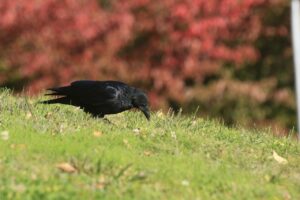 旭山記念公園紅葉情報2024年10月13日20ハシボソガラスと紅葉