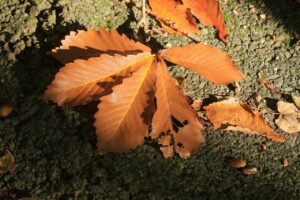 旭山記念公園紅葉情報2024年10月13日17ミズナラ落葉