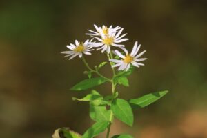 旭山記念公園紅葉情報2024年10月13日18エゾノコンギク