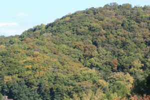 旭山記念公園紅葉情報2024年10月13日3円山望遠