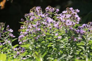 旭山記念公園紅葉情報2024年10月13日19ネバリノギク