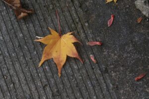 旭山記念公園紅葉情報2024年10月16日13山紅葉黄色い落葉