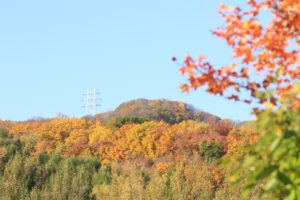 旭山記念公園紅葉情報2024年10月25日7幌見峠鉄塔