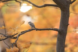 旭山記念公園紅葉情報2024年10月26日26ハシブトガラ