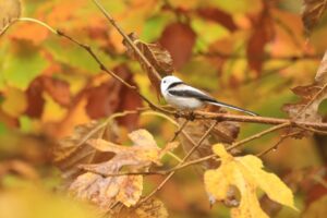 旭山記念公園紅葉情報2024年10月28日20シマエナガ