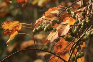 旭山記念公園紅葉情報2024年10月30日10コクワ（サルナシ）