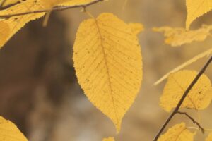 旭山記念公園紅葉情報2024年10月26日15サワシバ黄葉