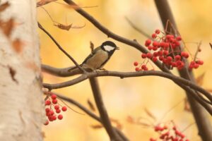 旭山記念公園紅葉情報2024年10月29日17シジュウカラとナナカマド