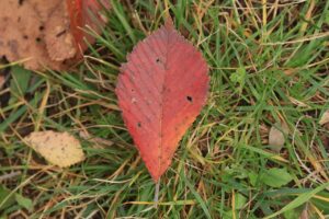 旭山記念公園紅葉情報2024年10月29日14ハルニレ紅葉