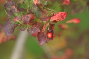 旭山記念公園紅葉情報2024年10月30日11ニシキギ果実