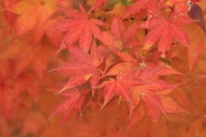 旭山記念公園紅葉情報2024年10月30日13ヤマモミジ紅葉