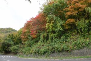 2024年10月22日紅葉の状況 (第1駐車場西側の森)