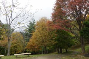 2024年10月22日紅葉の状況 (学びの森)