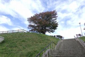 2024年10月9日紅葉情報 (5)