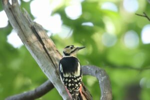 アカゲラ雌2024年10月14日