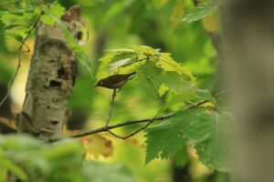 メジロ2024年10月20日