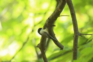 ハシブトガラ2024年10月20日