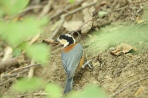 ヤマガラ2024年10月5日