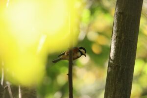 ヤマガラ2024年10月20日