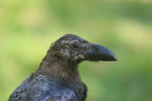 ハシブトガラス幼鳥2024年10月5日