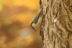 ゴジュウカラ2024年10月27日
