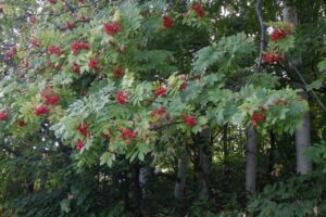 第一駐車場のナナカマド