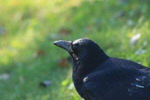 ハシボソガラス2024年10月27日