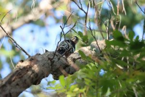 オオアカゲラ雌2024年10月14日