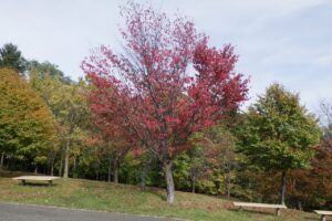 エゾヤマザクラ