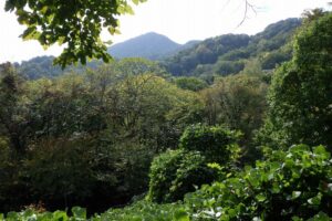 2024年10月9日紅葉情報 (8)