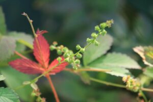 キンミズヒキ2024年10月14日ひっつき