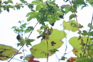 メジロ2024年10月14日