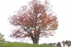 2024年10月22日紅葉の状況 (展望台一本桜)