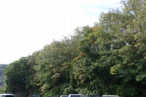 2024年10月9日紅葉情報 (6)