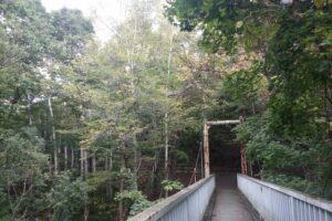 2024年10月10日紅葉情報 (3)