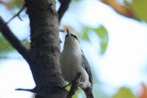 ゴジュウカラ2024年10月5日
