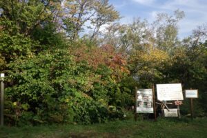 2024年10月10日紅葉情報 (1)