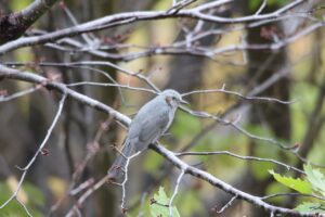 ヒヨドリ2024年10月20日