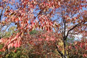 2024年10月17日紅葉の状況 (3)