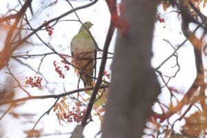 アオバト2024年10月27日2