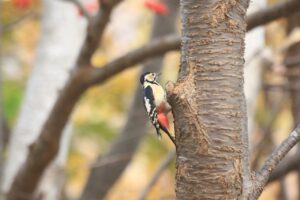 アカゲラ2024年10月27日