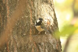 シジュウカラ2024年10月14日