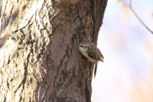 キバシリ2024年10月20日