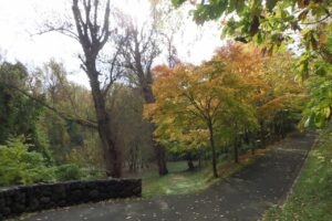 2024年10月22日紅葉の状況 (巨木の谷)