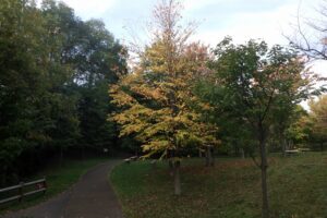 2024年10月10日紅葉情報 (8)