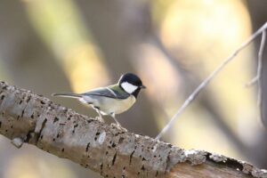 シジュウカラ2024年10月20日