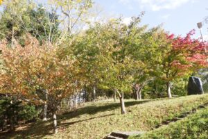 2024年10月24日紅葉の状況 (寺田京子句碑近く)